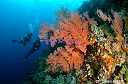 Melithaea ochracea-Ambiance Catherine Rudi Wakatobi Sawa Cornucopia-3m-20180528-Denis-ADER-DSC_1504_tn